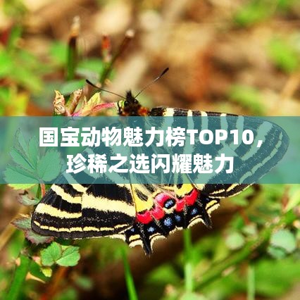 国宝动物魅力榜TOP10，珍稀之选闪耀魅力