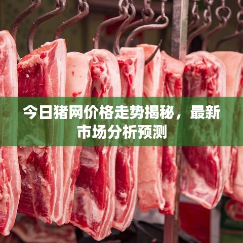 今日猪网价格走势揭秘，最新市场分析预测