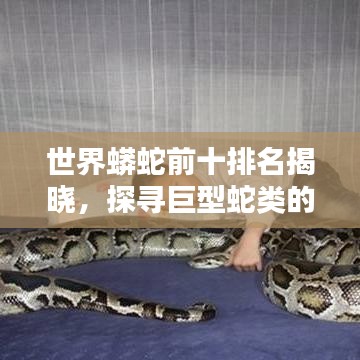 世界蟒蛇前十排名揭晓,探寻巨型蛇类的神秘面纱