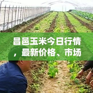 昌邑玉米今日行情,最新价格、市场走势分析与预测揭秘