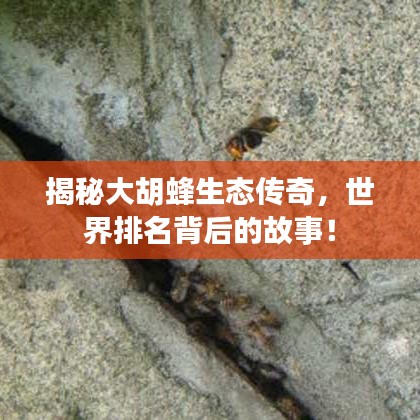 揭秘大胡蜂生态传奇，世界排名背后的故事！