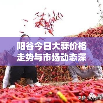 阳谷今日大蒜价格走势与市场动态深度解析