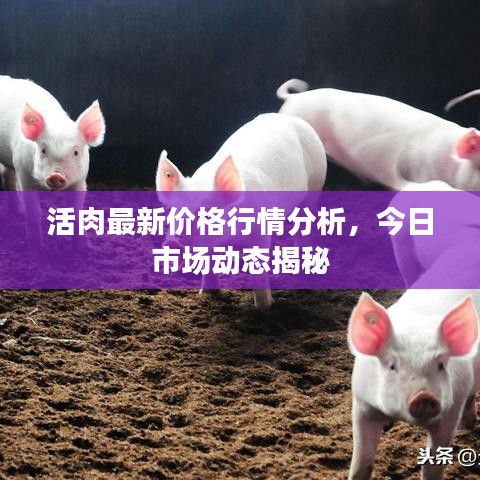 活肉最新价格行情分析，今日市场动态揭秘