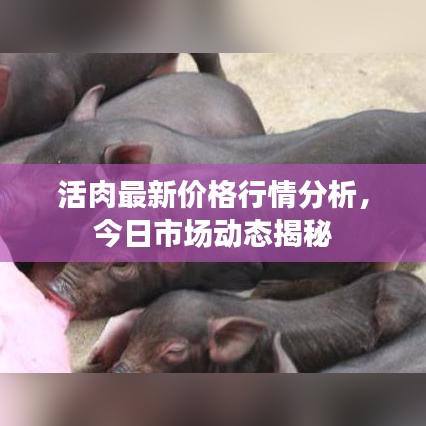 活肉最新价格行情分析,今日市场动态揭秘