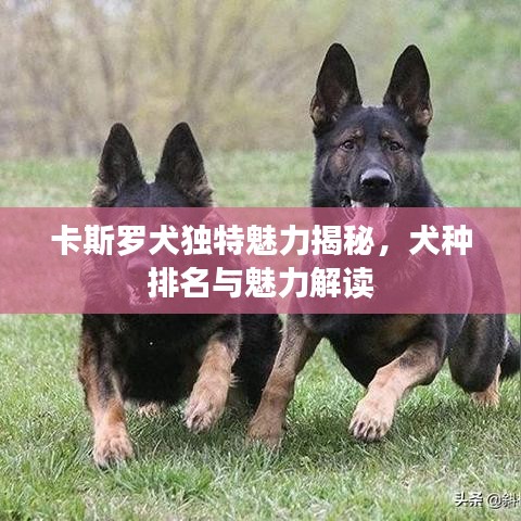 卡斯罗犬独特魅力揭秘，犬种排名与魅力解读