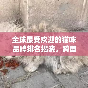 全球最受欢迎的猫咪品牌排名揭晓，跨国猫咪公司榜单重磅出炉！