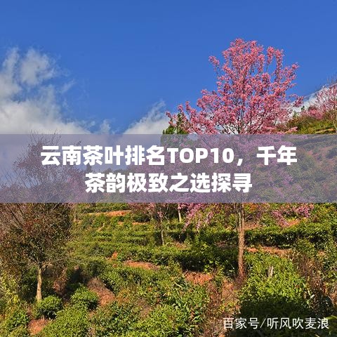 云南茶叶排名TOP10，千年茶韵极致之选探寻