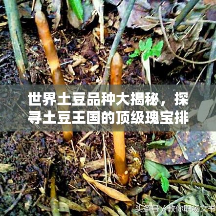 世界土豆品种大揭秘，探寻土豆王国的顶级瑰宝排名！