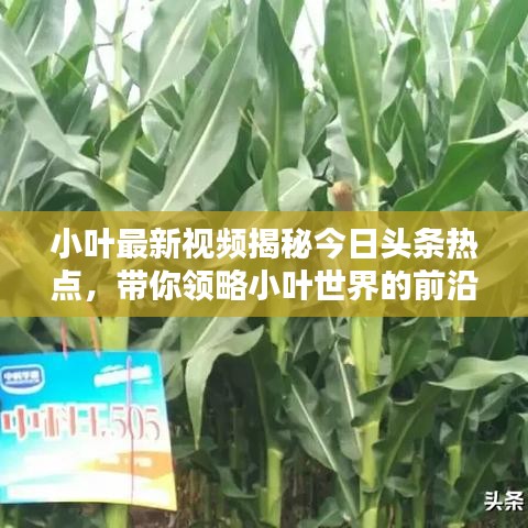 小叶最新视频揭秘今日头条热点，带你领略小叶世界的前沿资讯魅力！