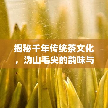 揭秘千年传统茶文化，沩山毛尖的韵味与故事，百度带你品味