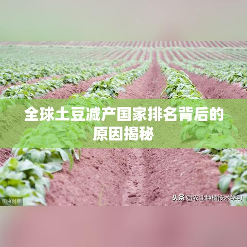 全球土豆减产国家排名背后的原因揭秘