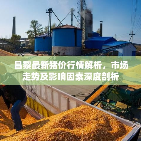 昌黎最新猪价行情解析，市场走势及影响因素深度剖析