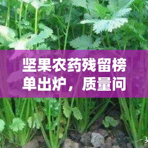 坚果农药残留榜单出炉，质量问题引关注