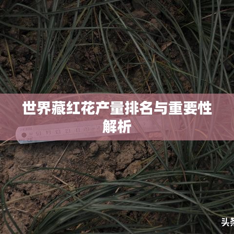 世界藏红花产量排名与重要性解析