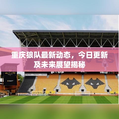 重庆狼队最新动态，今日更新及未来展望揭秘