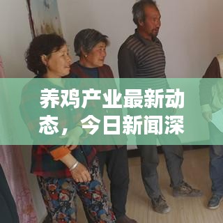 养鸡产业最新动态，今日新闻深度解析