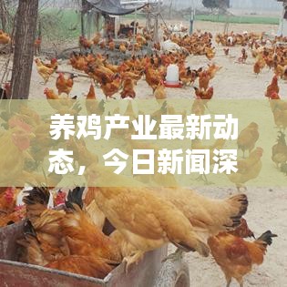 养鸡产业最新动态,今日新闻深度解析