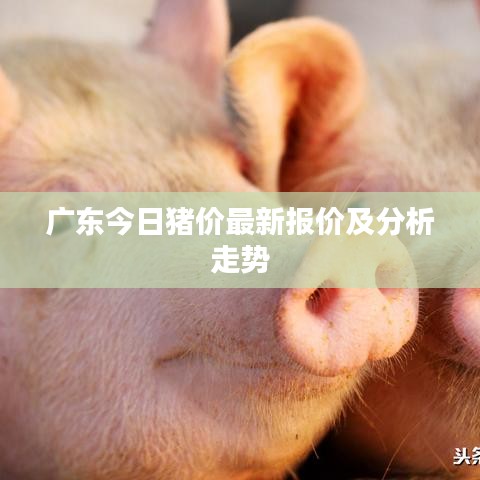 广东今日猪价最新报价及分析走势