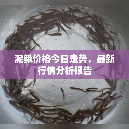 泥鳅价格今日走势，最新行情分析报告