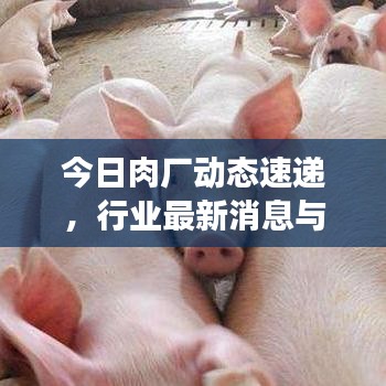 今日肉厂动态速递,行业最新消息与深度变革