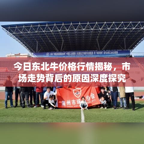 今日东北牛价格行情揭秘,市场走势背后的原因深度探究
