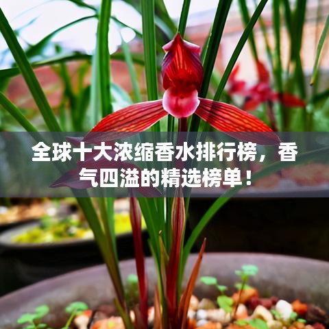 全球十大浓缩香水排行榜，香气四溢的精选榜单！