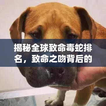 揭秘全球致命毒蛇排名，致命之吻背后的恐怖力量