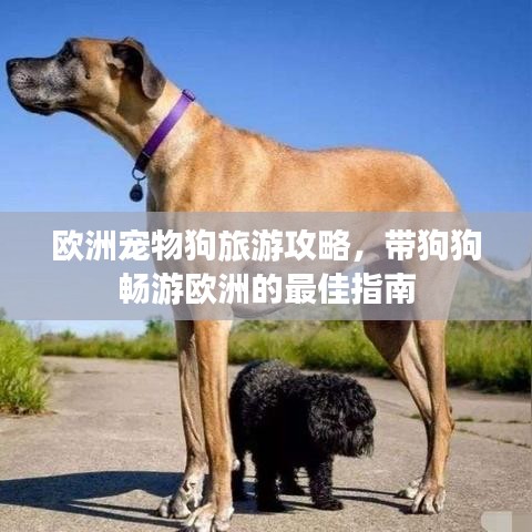 欧洲宠物狗旅游攻略，带狗狗畅游欧洲的最佳指南