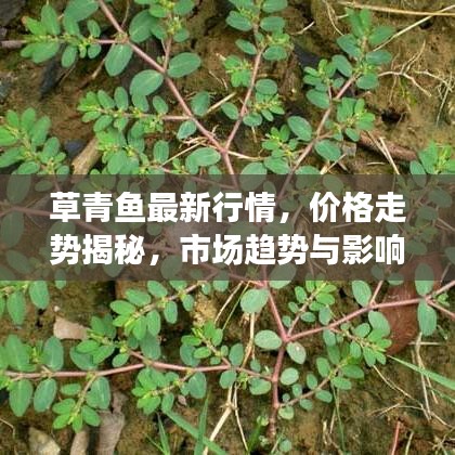 草青鱼最新行情，价格走势揭秘，市场趋势与影响因素深度剖析