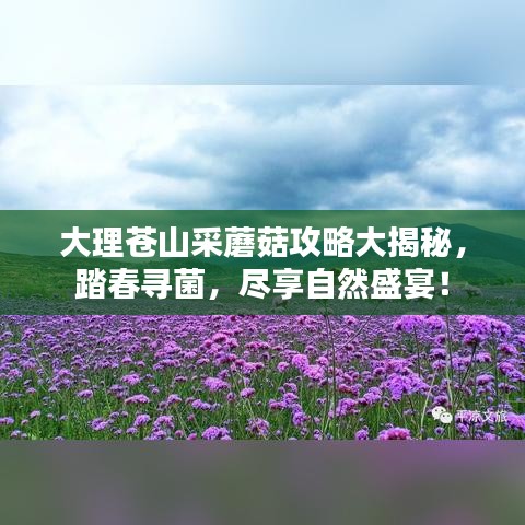 大理苍山采蘑菇攻略大揭秘，踏春寻菌，尽享自然盛宴！