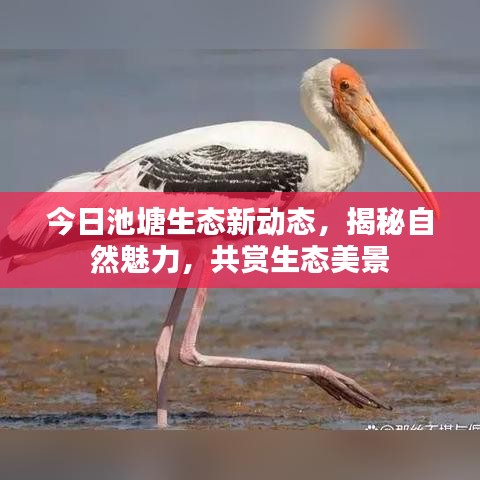今日池塘生态新动态，揭秘自然魅力，共赏生态美景