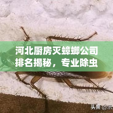 河北厨房灭蟑螂公司排名揭秘,专业除虫,守护家庭卫生安全
