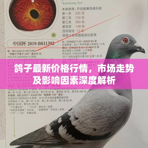 鸽子最新价格行情，市场走势及影响因素深度解析