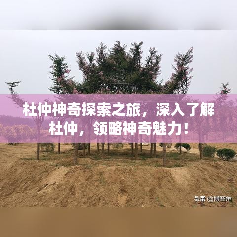 杜仲神奇探索之旅，深入了解杜仲，领略神奇魅力！