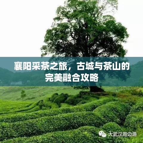 襄阳采茶之旅，古城与茶山的完美融合攻略