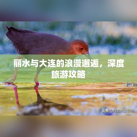 丽水与大连的浪漫邂逅，深度旅游攻略