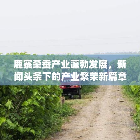 鹿寨桑蚕产业蓬勃发展，新闻头条下的产业繁荣新篇章