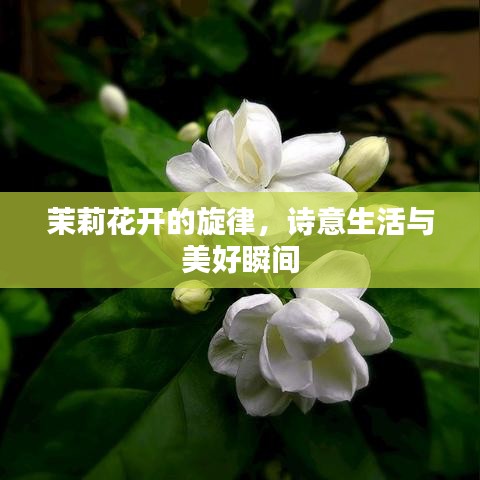 茉莉花开的旋律，诗意生活与美好瞬间