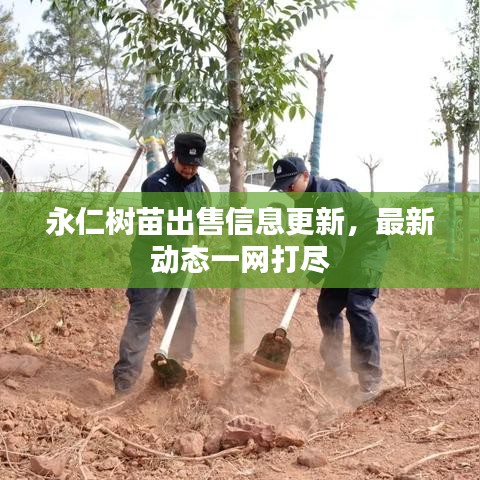 永仁树苗出售信息更新，最新动态一网打尽