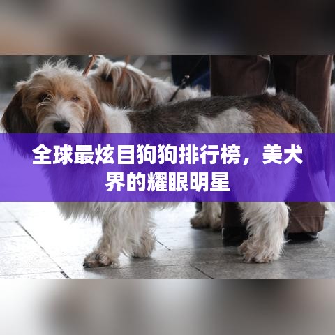全球最炫目狗狗排行榜，美犬界的耀眼明星