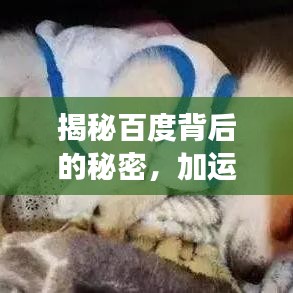 揭秘百度背后的秘密，加运美背后的故事与无限可能