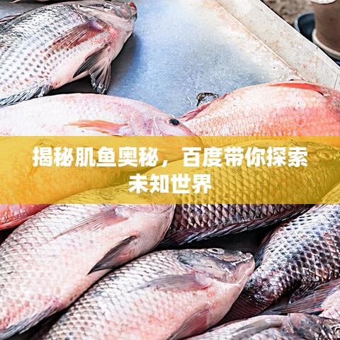揭秘肌鱼奥秘，百度带你探索未知世界