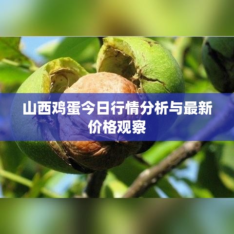 山西鸡蛋今日行情分析与最新价格观察