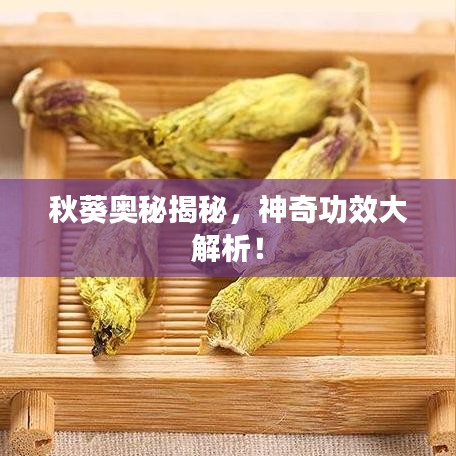 秋葵奥秘揭秘，神奇功效大解析！