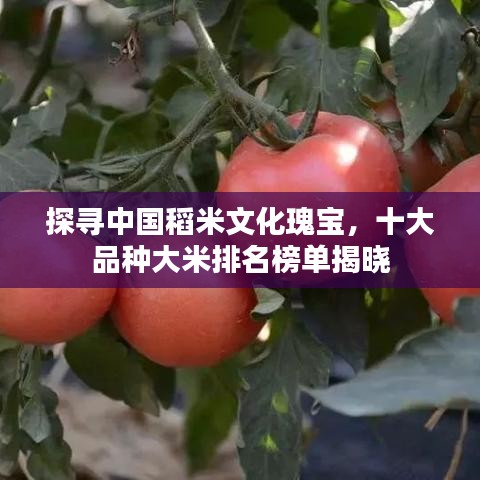 探寻中国稻米文化瑰宝，十大品种大米排名榜单揭晓