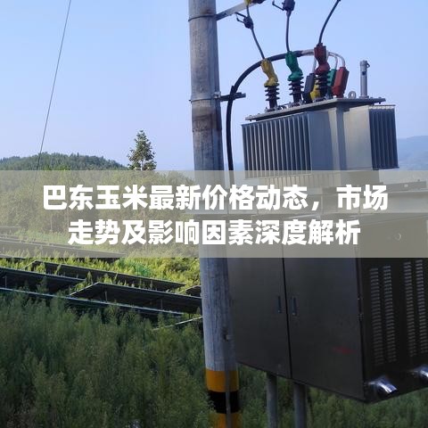 巴东玉米最新价格动态，市场走势及影响因素深度解析