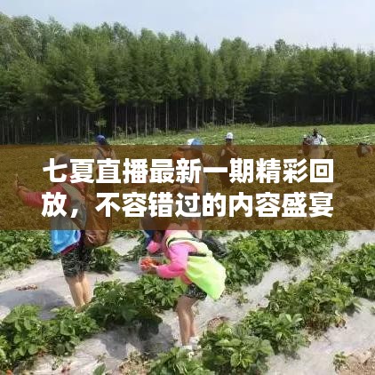 七夏直播最新一期精彩回放，不容错过的内容盛宴