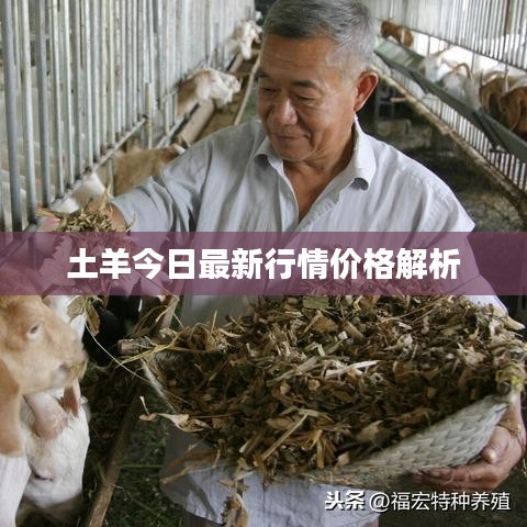 土羊今日最新行情价格解析