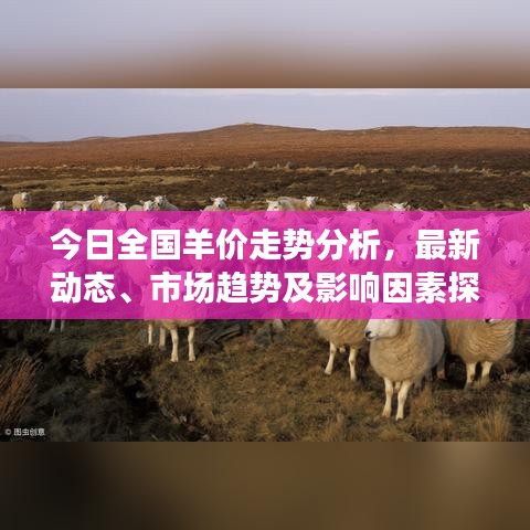 今日全国羊价走势分析，最新动态、市场趋势及影响因素探讨