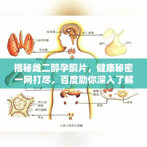 揭秘雌二醇孕酮片，健康秘密一网打尽，百度助你深入了解